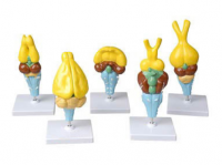 Комплект моделей строения мозга позвоночных