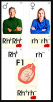 Модель-аппликация "Наследование резус-фактора" (ламинированная)