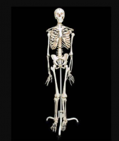 Скелет человека на подставке (170 см.)